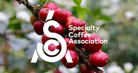 Qu'est ce que le café de spécialité ? - Graindecafe