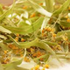 Infusion aux plantes
