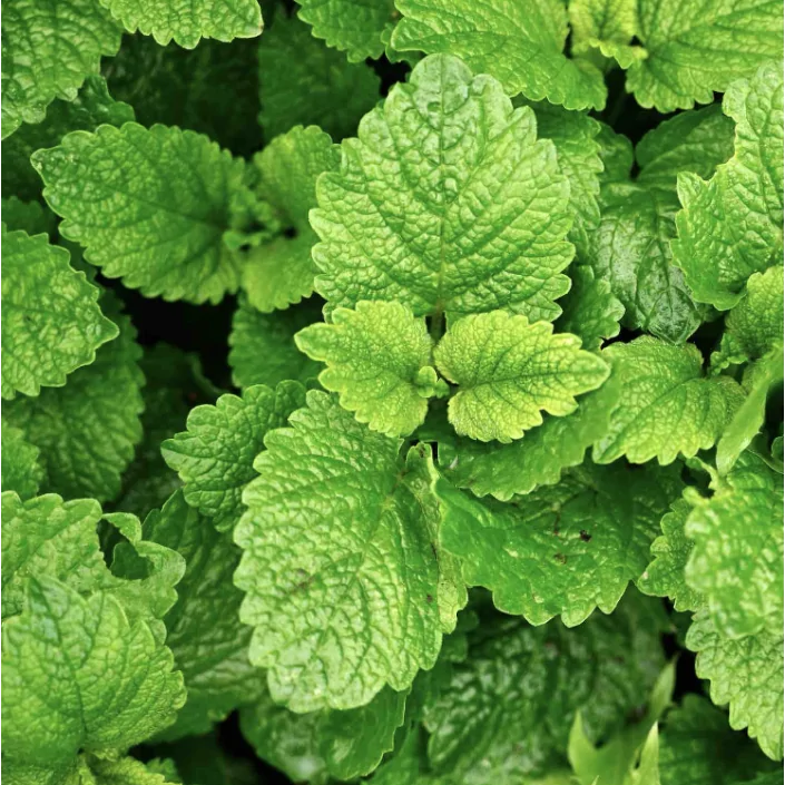 Infusion a menthe