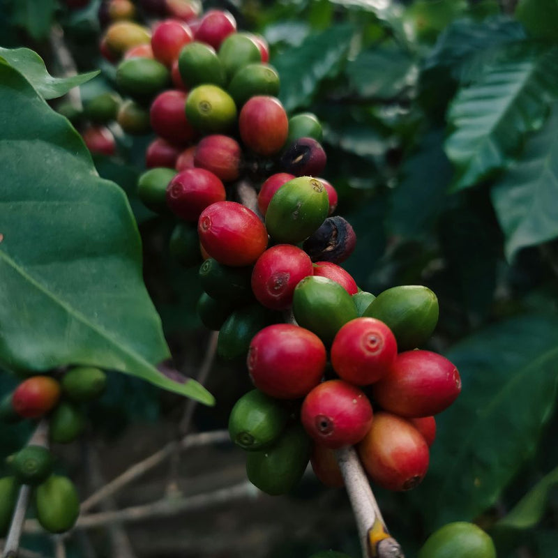 Café bio certifié : ce que ça change vraiment dans votre tasse