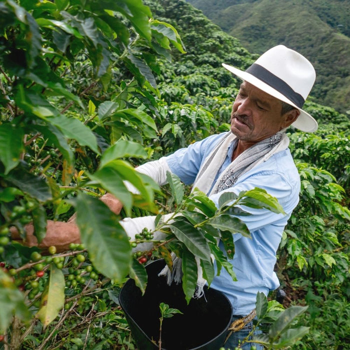 café mexique Amérique