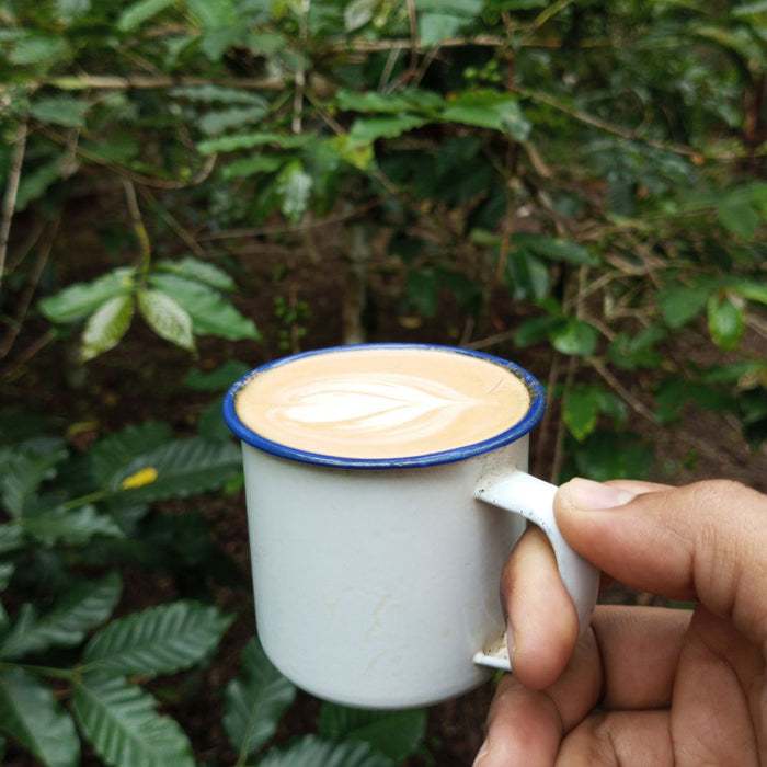 Plantation de café d'altitude sur les collines du Karnataka en Inde