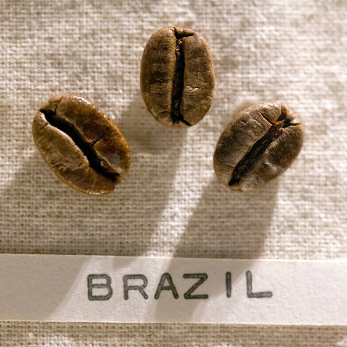 Grain de café Caracoli brésilien en gros plan — mutation génétique naturelle, grain rond unique