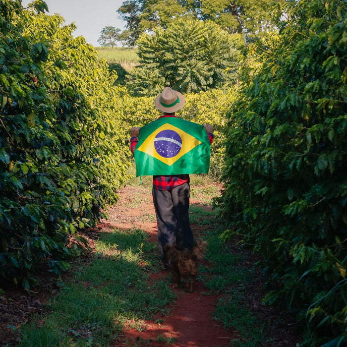 Plantation de café sur les hauts plateaux du Minas Gerais au Brésil, caféiers en fleurs