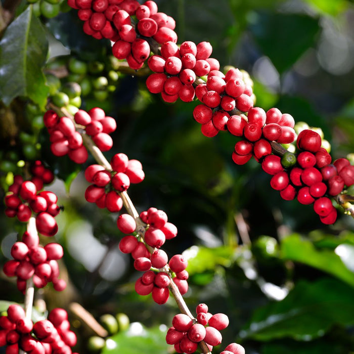 grand cru café