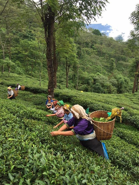darjeeling infusion the