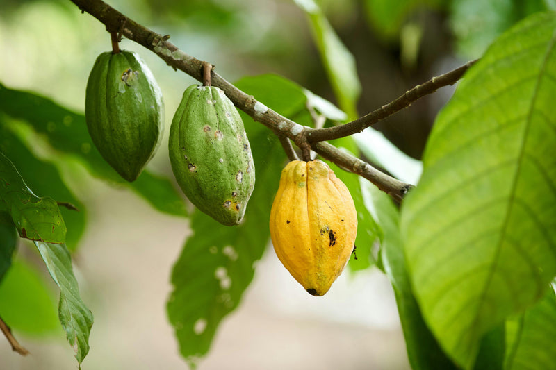 Deuxième indice : le pourcentage de cacao