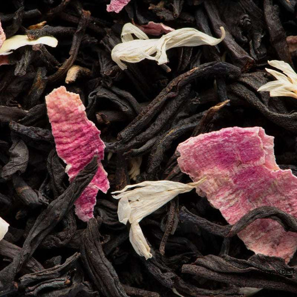 infusion the noir